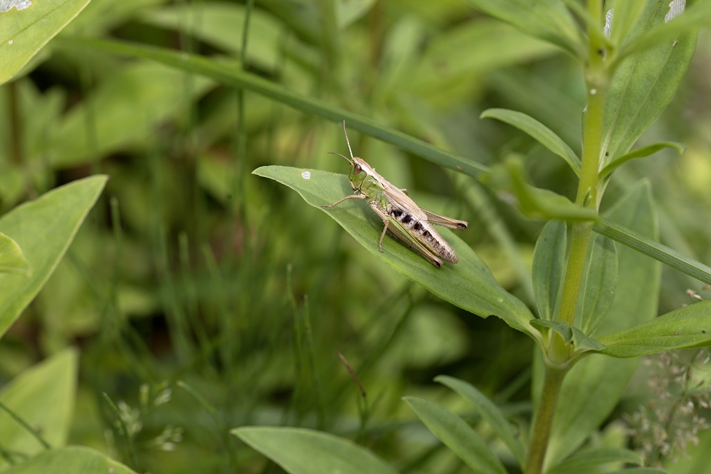 Chorthippus albomarginatus Kustsprinkhaan insect insecten kever kevers tor torren spin spinnen wesp wespen bij bijen sprinkhaan sprinkhanen vlieg vliegen mug muggen
